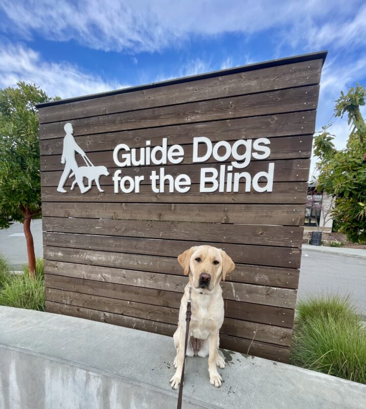 Bodega sits on a concrete wall looking directly at the camera. Behind her is a wooden sign with white letters that spell out Guide Dogs For The Blind. Blue skies and green trees line the background.