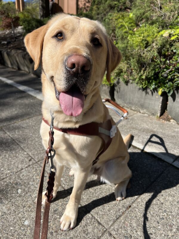 Bolt is wearing his harness and sitting on the sidewalk while looking into the camera. His tongue is out in a soft pant.