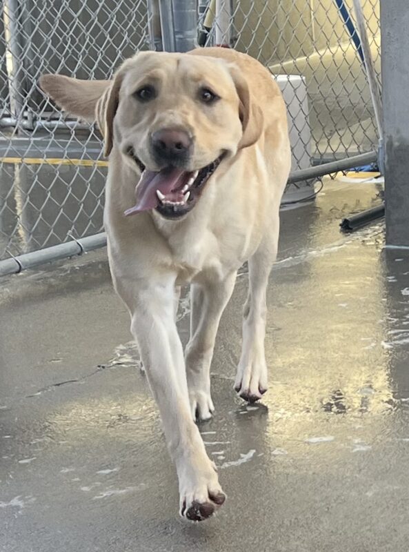 Bolt is in the community run area of the kennels. He is running towards the camera with his tongue out to the side and tail wagging.