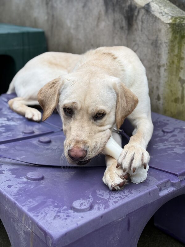 <p>Bosch (a male yellow Lab) lays on a large, square purple play structure in the community run area. He is looking toward the camera as he chews on a Nylabone that is positioned between his front paws.</p>