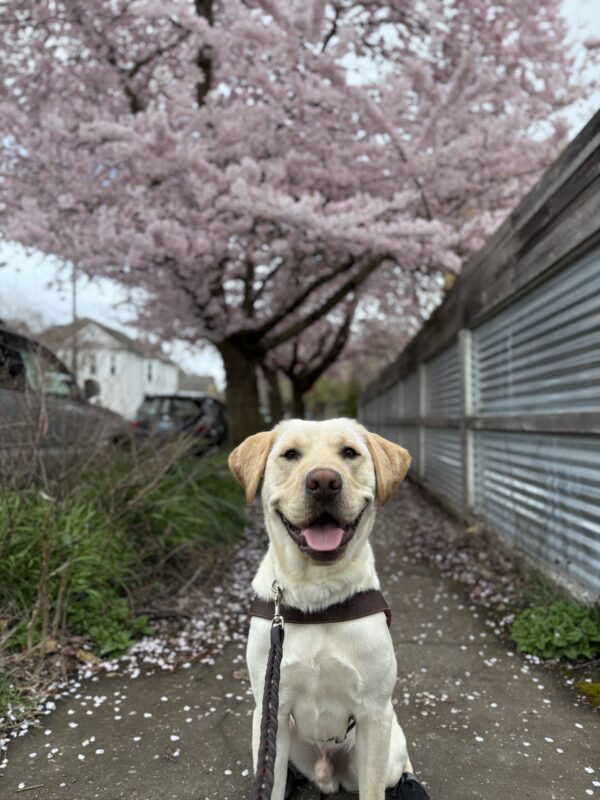 <p>Bosch (a male yellow Lab) sits in the middle of the sidewalk in his guide dog harness. There is large pink flowering tree in the background and pink pedals scattered on the sidewalk. His mouth is open with his tongue showing as he attentively looks at the camera.</p>