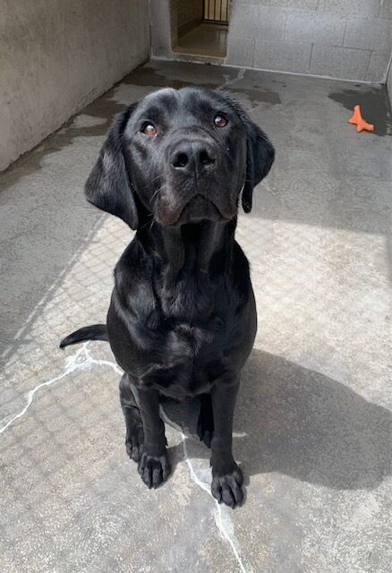 Male black lab