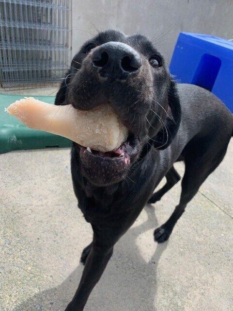 Male black lab