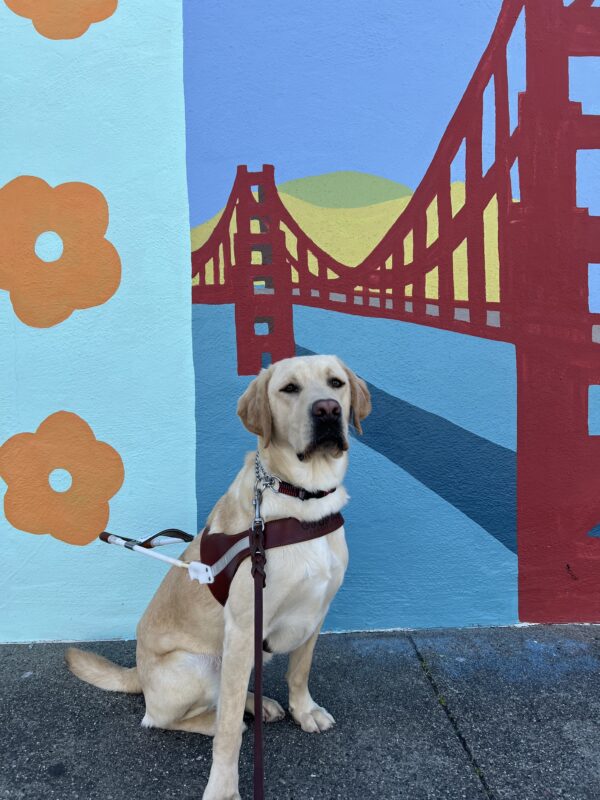 Bramble is sitting in front of a colorful mural of the golden gate bridge. On the left side of the bridge there are three yellow poppy flower paintings. He is wearing his guide dog harness and sporting his serious face.