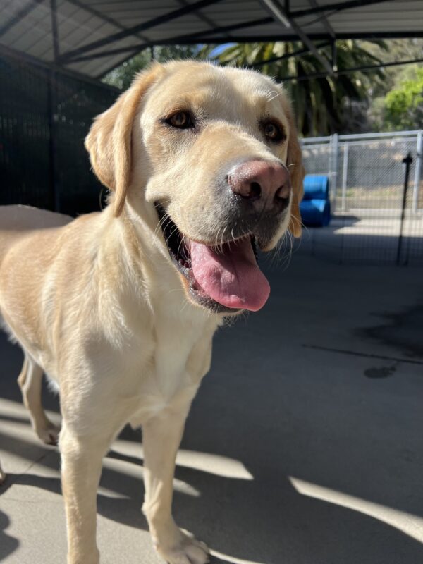 Bramble is standing in the community run section of the kennel complex. He is looking to the right of the camera with his mouth open in a soft pant. There is a palm tree and blue play structure in the background