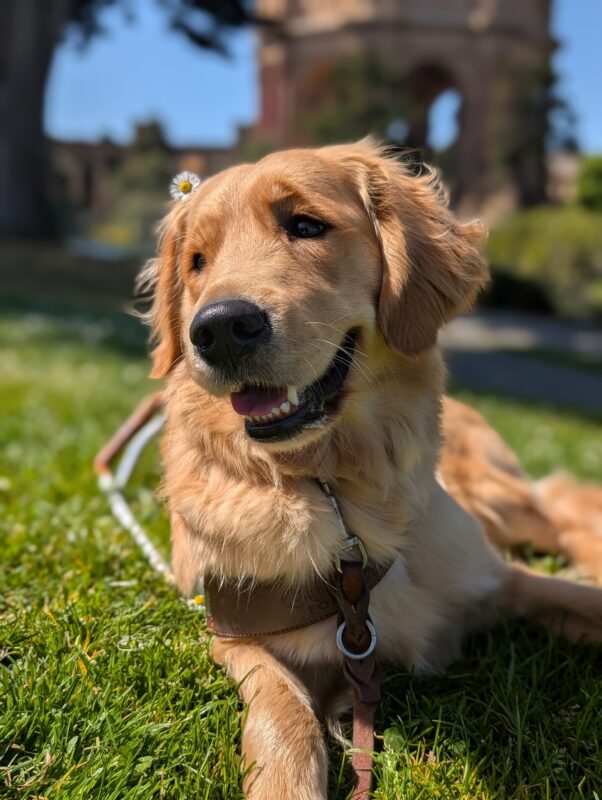 Button lays down on a bed of grass with a smile on her face and a flower above her right ear. The Palace of Fine Arts in San Francisco can be seen in the background.