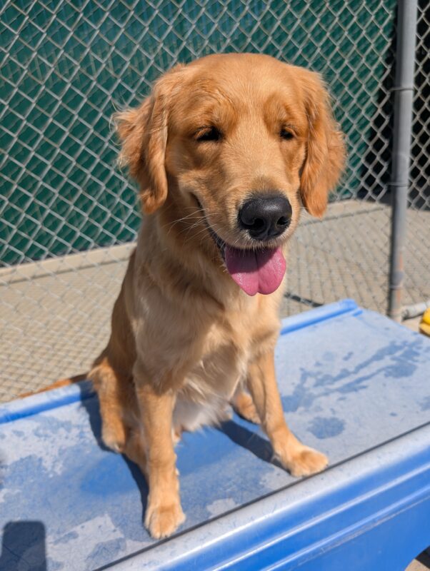 Button sits atop a blue play structure in community run. The sun is shining on her face and her tongue is out in a big smile!