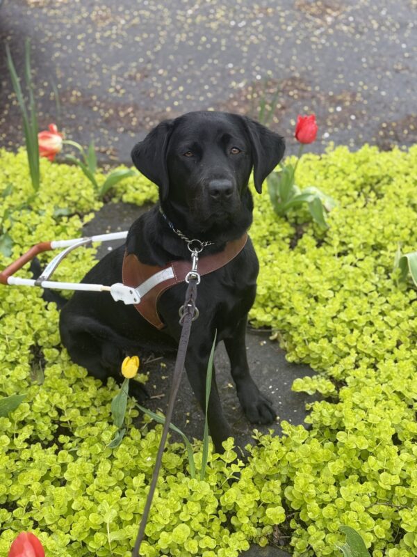 A portrait of female black Labrador Retriever, Capella. sitting on a concrete stepping stone in a small garden area. There are a two red tulips behind her and greenery surrounding her. She is looking at the camera and wearing her harness.