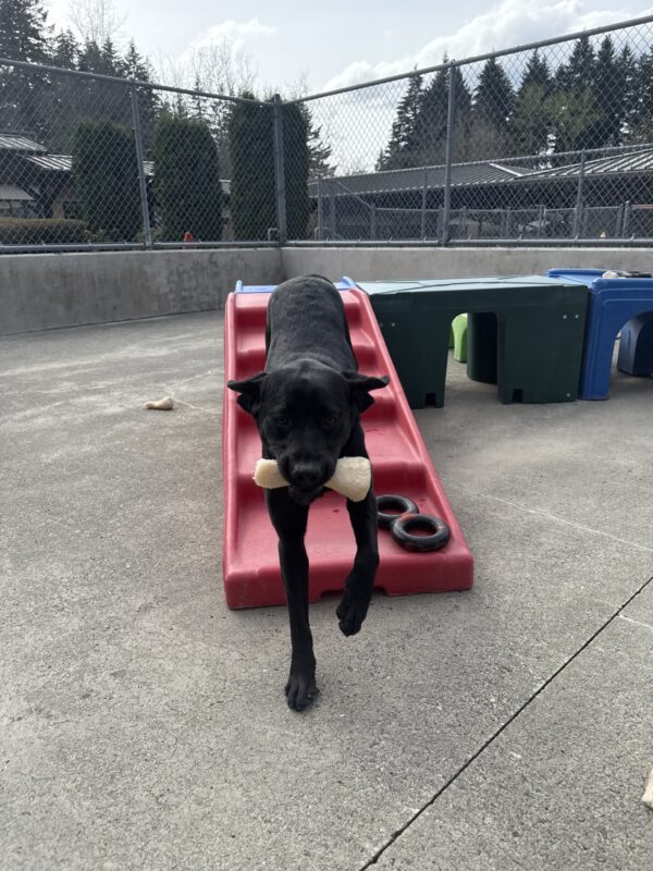 Capella trots down a red plastic structure toward the camera in the community run area. Her ears are back and she is holding a Nylabone in her mouth. There are other plastic play structures in a variety of colors in the background.