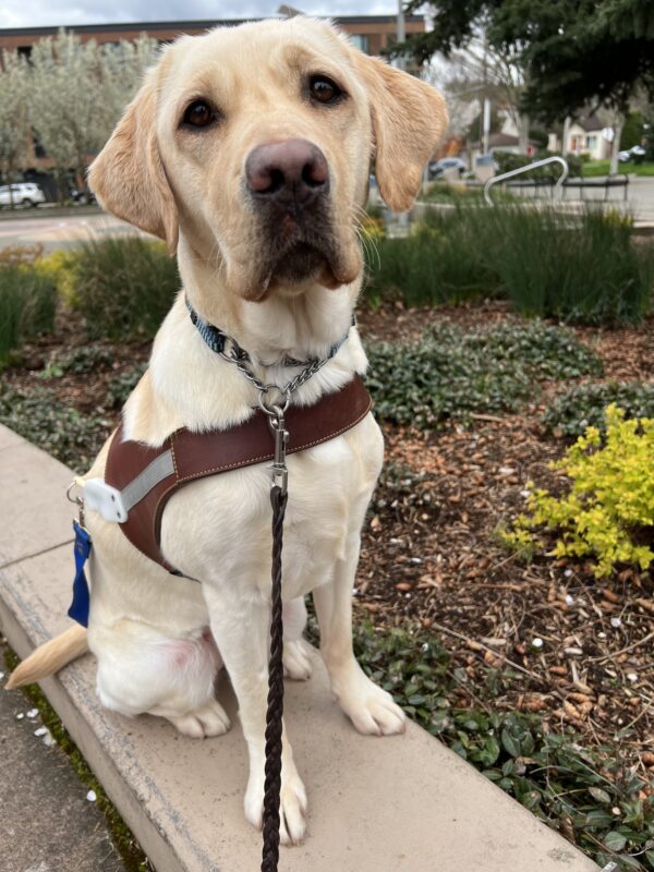 Coast, a focused and adorable yellow Lab in her guide dog harness, sits attentively at the park, with lush greenery framing her calm presence.