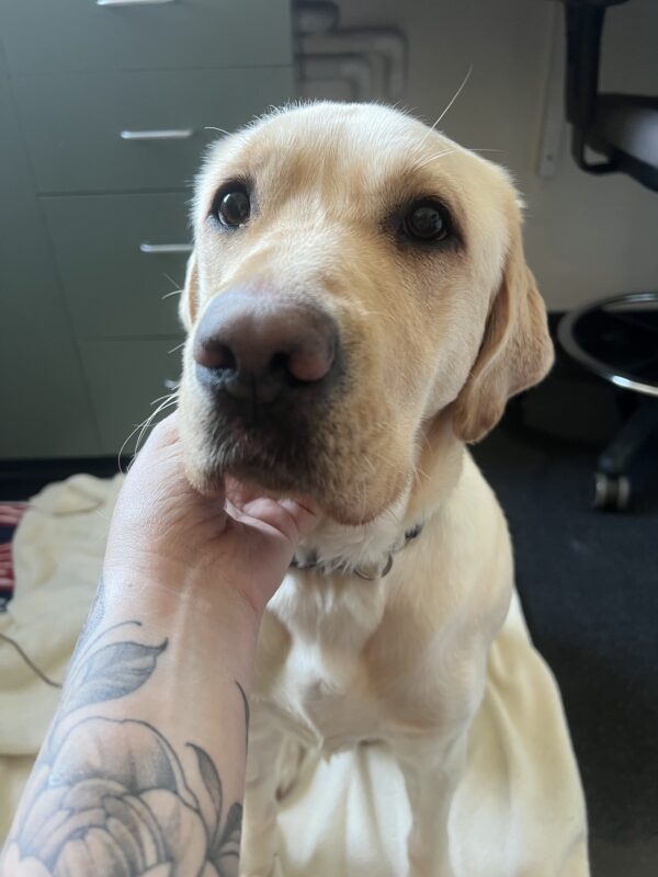 Coast, a content female yellow Lab, sits on soft blankets, enjoying gentle pets from her handler. Her eyes are closed in pure relaxation as the handler’s arm strokes her face. She looks completely at ease, soaking in all the love and affection.