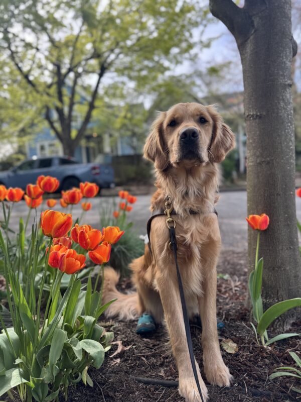 Dax, a golden retriever wearing his harness, sits calmly next to a tree and some bright orange tulips.