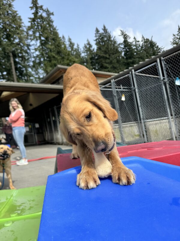 Dax, a golden retriever is chewing on a bone while standing on a colorful play structure outside.