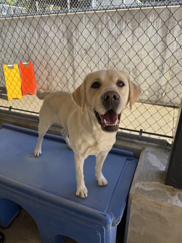 Daya is standing on a blue play structure in community run. Her mouth is open, and she is looking at the camera.