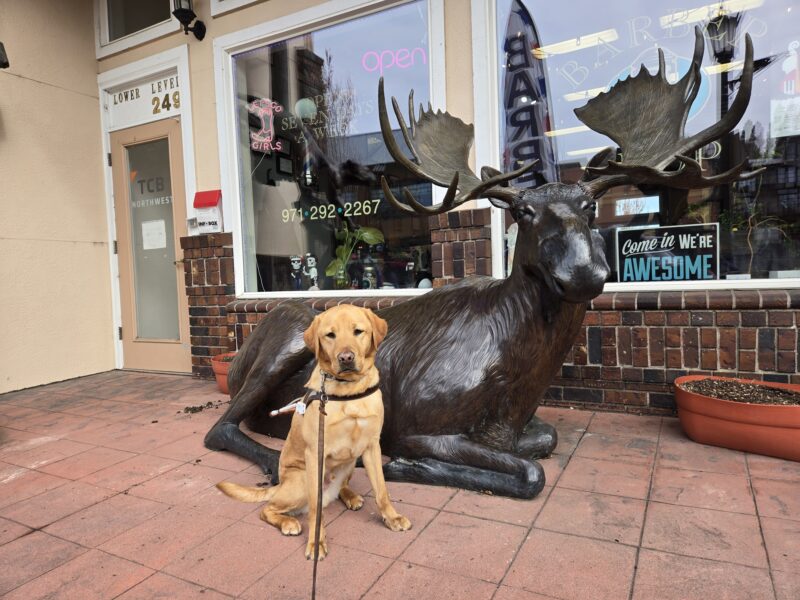 <p>Eggnog (a yallow Lab) is in downtown Troutdale. He’s wearing his harness and sitting in front of a life-size Moose statue.</p>