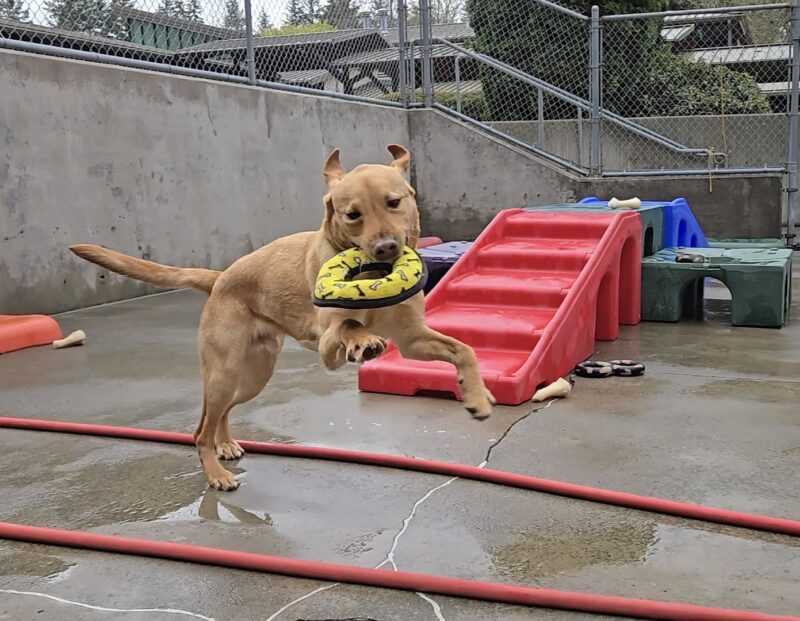 <p>An action shot of Eggnog (a yallow Lab) in Community Run on the Oregon Campus. He’s playing with a stuffed yellow circle. His front paws and ears are in the air.</p>