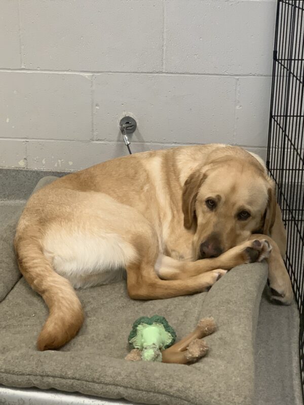 Male yellow lab 'Elton
