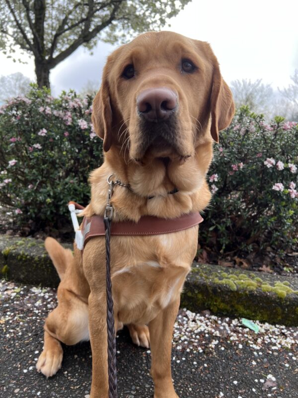 Ferb, a handsome male yellow Lab in his guide dog harness, poses proudly beneath blooming pink flowers. His soulful puppy-dog eyes and gentle expression steal the spotlight, adding charm to the serene spring scene.