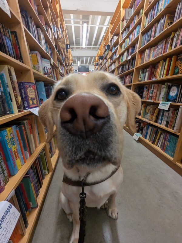 A close-up of Fiddler in Powell's Books. He is in an aisle lined with bookshelves and books as far as the eye can see.