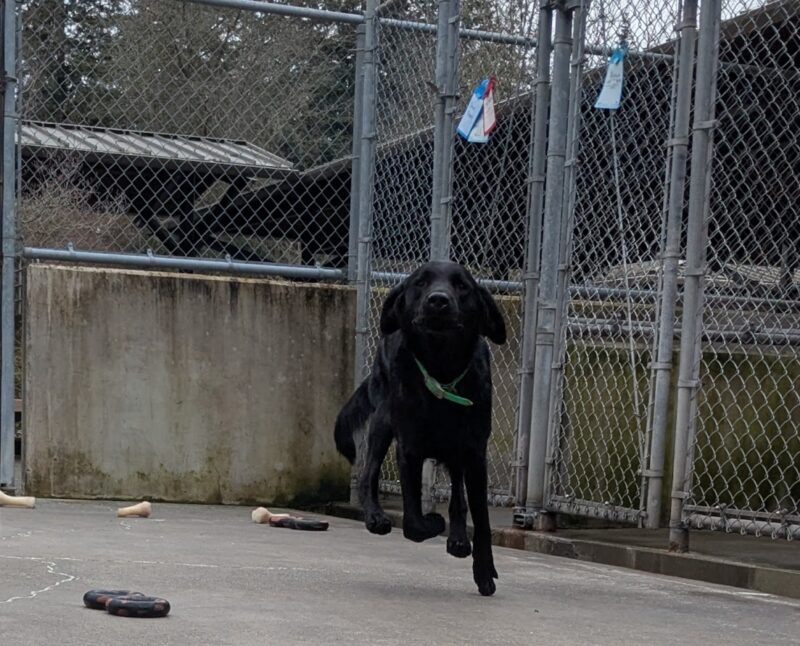 Fido is running straight at the camera in our community run yard. Three of his feet are up in the air, as well as his ears.