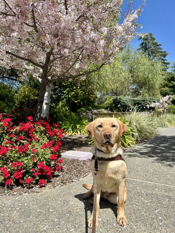 Fisher is sitting on a concrete path in his guide dog harness on a sunny day. A blooming cherry blossom tree, red floral bushes, and green foliage are behind him.