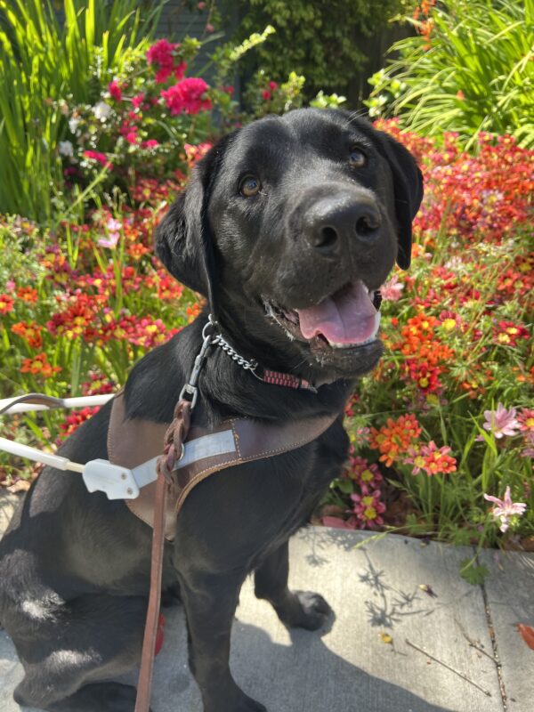 Florissa is sitting in front of a flower bed full of beautiful and colorful flowers. She is wearing her guide dog harness and looking to her right and above the camera. She has her mouth open in what looks like a smile!