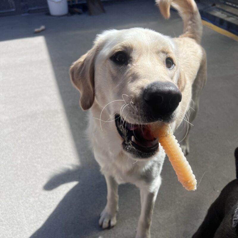 Founder is standing in community run and is holding a nylabone toy in his mouth. He is looking at the camera with a happy expression on his face.