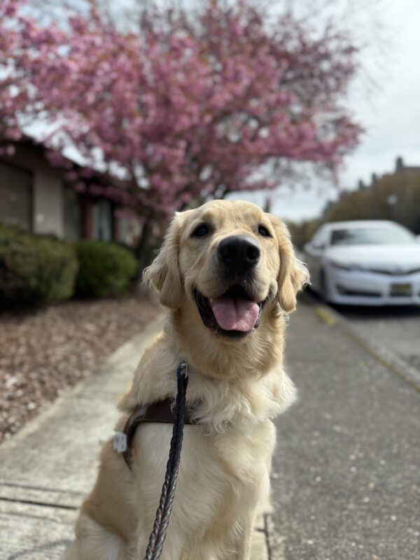 Gifford, a male long haired yellow lab/golden cross, sits on a sidewalk in his GDB harness. He wears an open-mouthed smile pointed at the camera. A blooming pink tree and a white car are out of focus in the background.