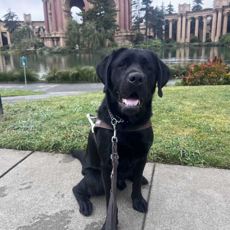 Glaze is wearing his harness and is looking at the camera with his mouth open and ears perked. In the background is the Palace of Fine Arts in San Francisco.