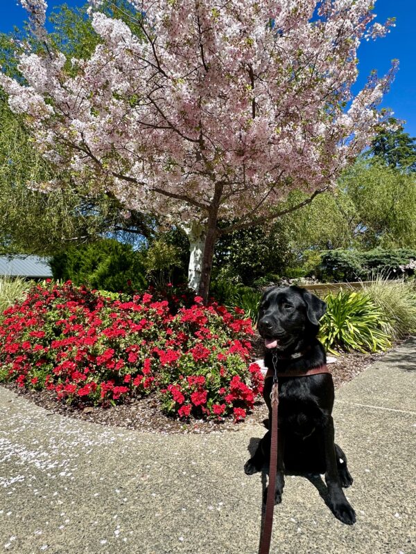 Goalie is sitting on a concrete path in his guide dog harness on a sunny day, looking to the left of the camera and panting slightly with his tongue out. A blooming cherry blossom tree, red floral bushes, and green foliage are behind him.