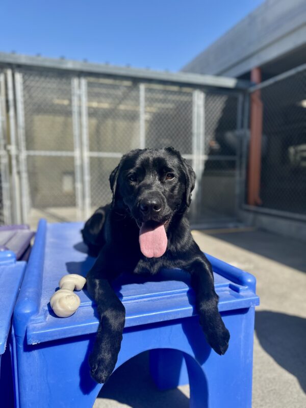 Goalie is laying down on blue play furniture in our Community Run area. A bone is resting next to him as he looks at the camera, panting with his tongue out.