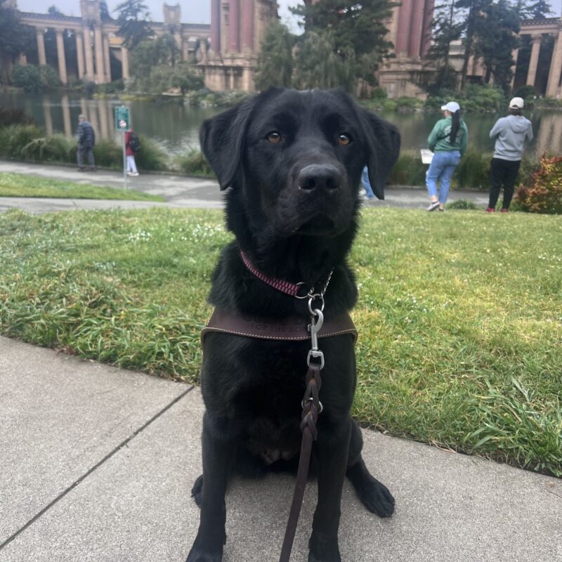 Haisley is sitting in front of the Palace of Fine Arts in San Francisco. She is wearing her harness and is gazing up at the camera with a serious expression on her face.
