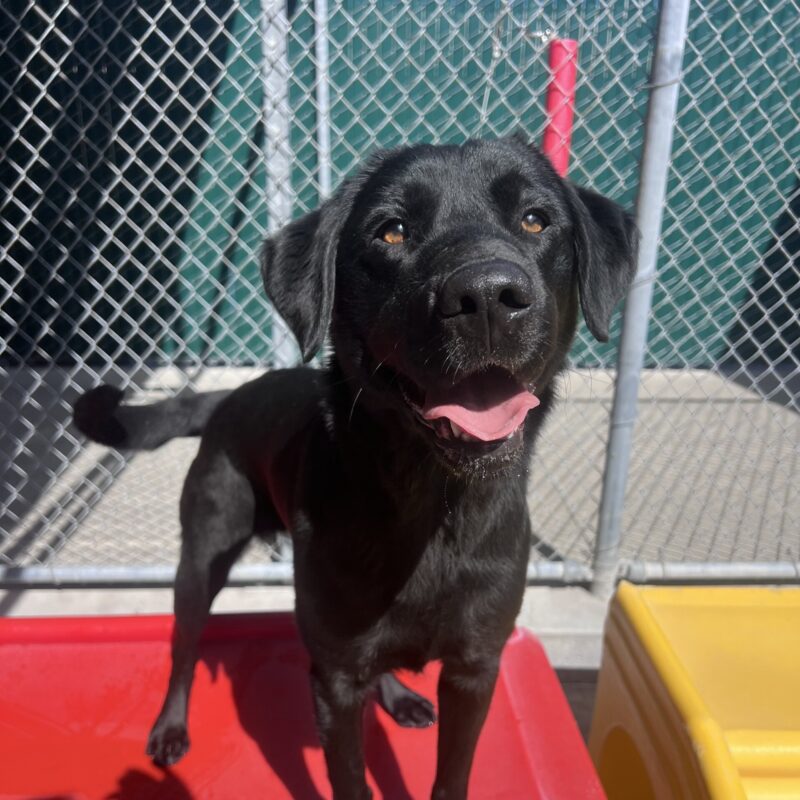Haisley is standing on a red play structure in community run. She is looking at the camera with her mouth open in a happy smile and her tail is mid-wag.