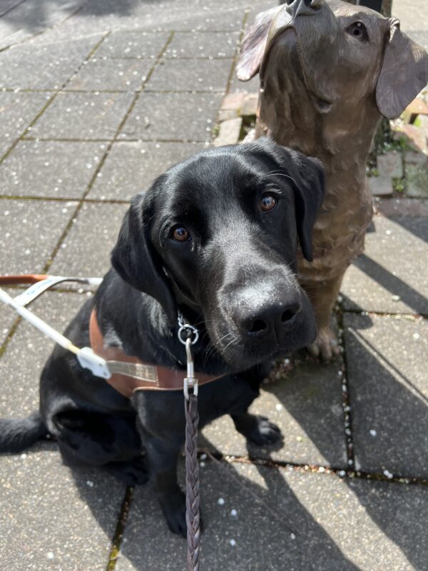 Hobby, a sleek black Lab in his guide dog harness, sits proudly in front of a guide dog statue. With calm focus and a touch of curiosity in his eyes, he mirrors the legacy and purpose of the statue behind him—a future guide dog in the making.