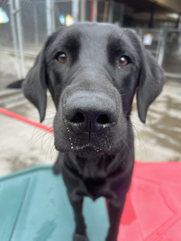 Hobby, a lively black Lab, stands eagerly on a red and green play structure, eyes locked on his trainer in anticipation. He’s ready for the moment his favorite toy gets tossed—playtime at its finest!