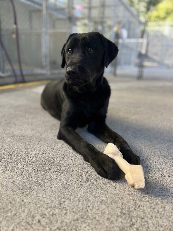 Howdy relaxing in community run. He has an adorable, slightly