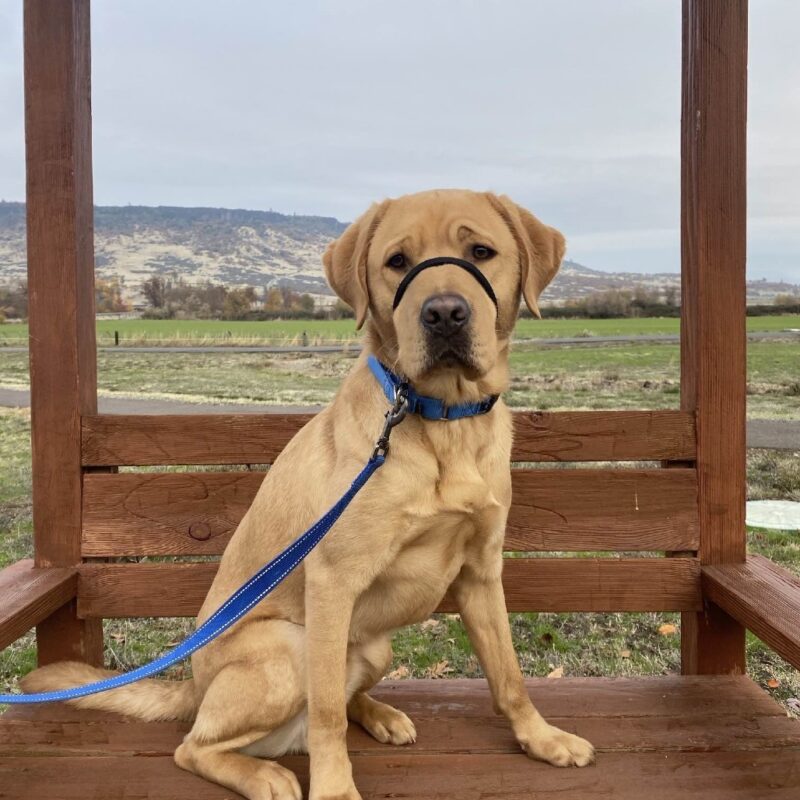Yellow Lab Jacob sitting on a large wooden bench with a natural area behind him