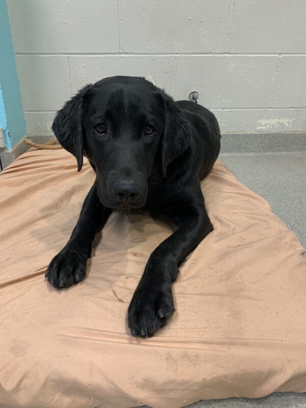 Female black lab