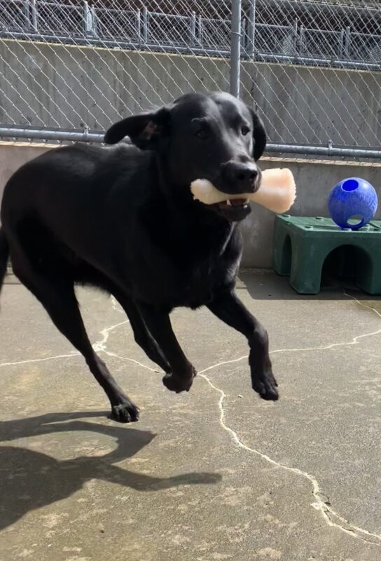 Female black lab