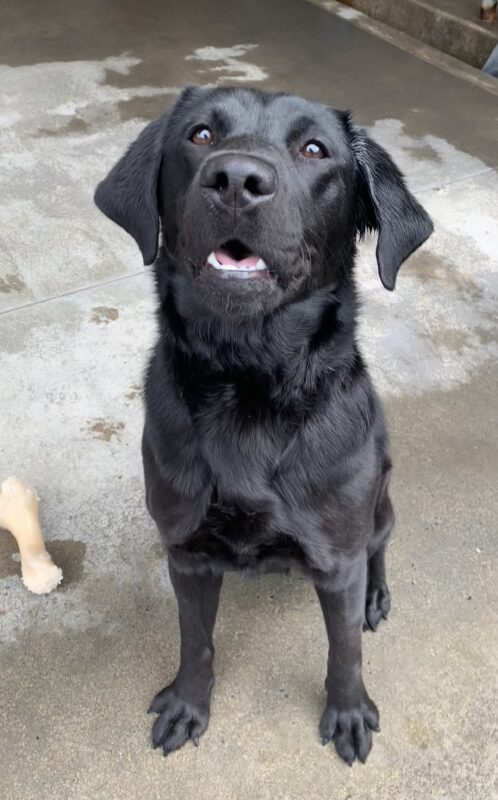 Female black lab
