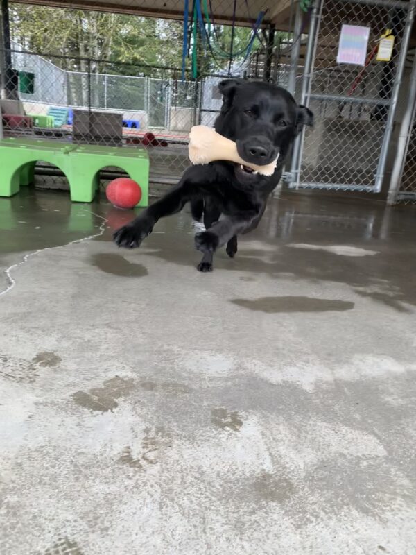 Female black lab