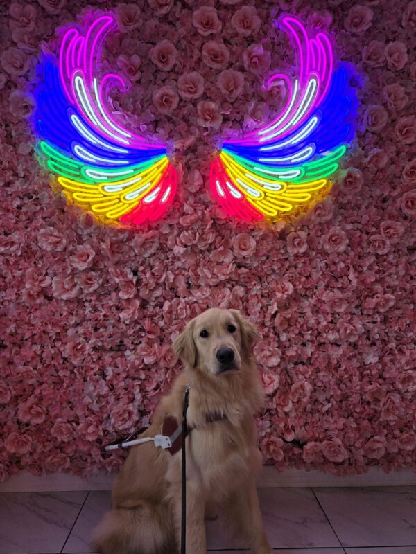 Male Lab/Golden cross, Kahu, sits in front of a wall covered in pink flowers with colorful wings hung on the wall above him. He is looking at the camera and he is wearing his harness.