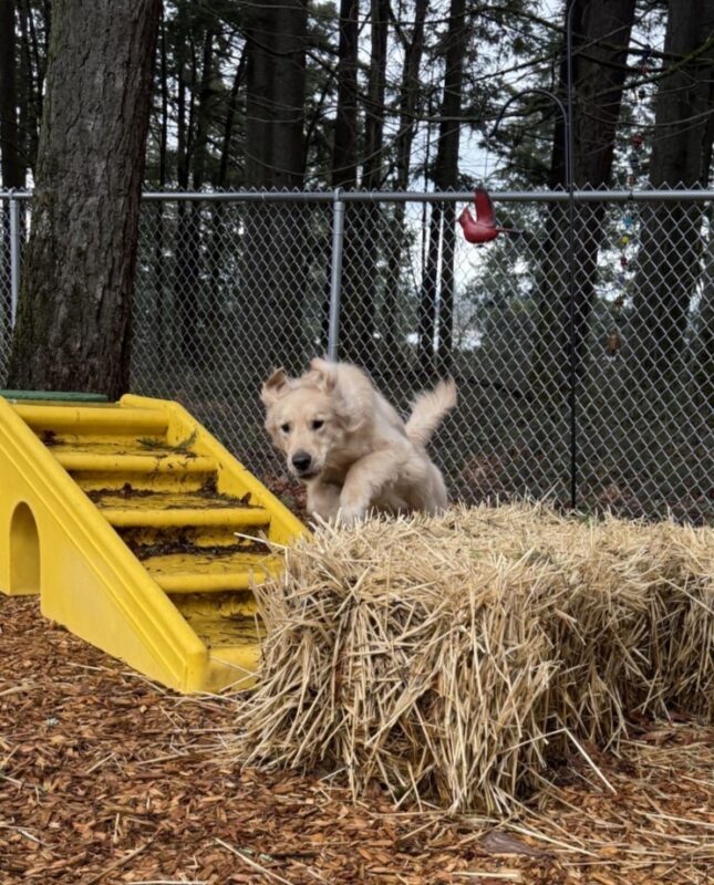 Kahu jumps between a yellow plastic play structure and a straw bale in a wood chip play yard. His front feet are elevated and his ears are flapping up as he jumps.