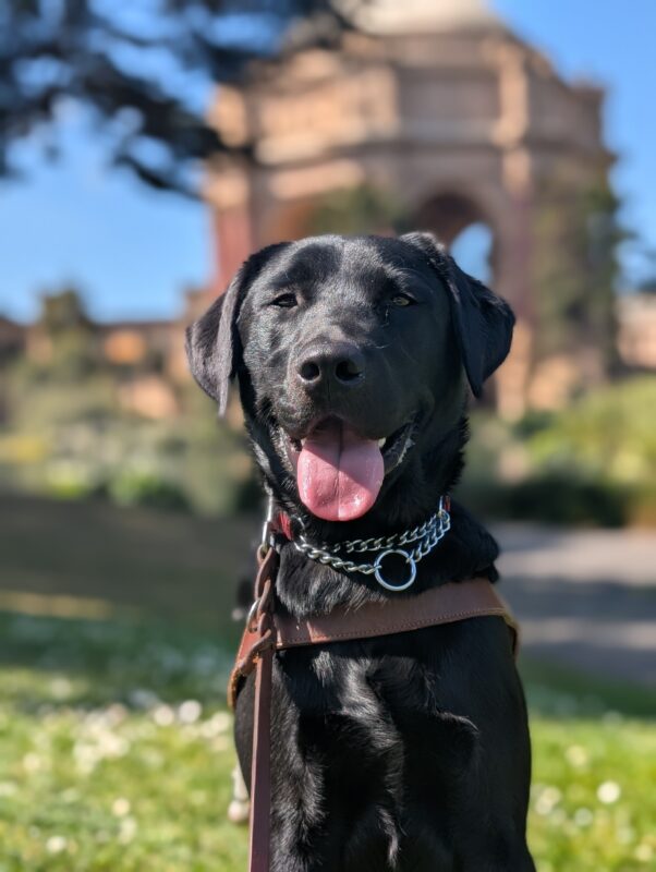 Kingsley sits in harness with the sun shining on his smiling face, tongue out. The Palace of Fine Arts can be seen in the background.