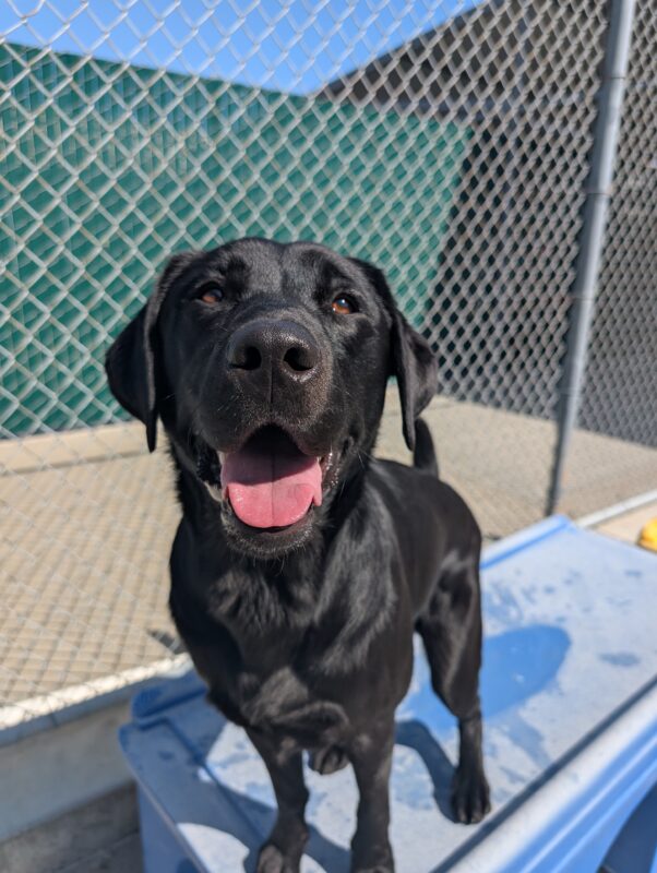 Kingsley stands atop a blue play structure in community run looking straight at the camera with a smile on his face.