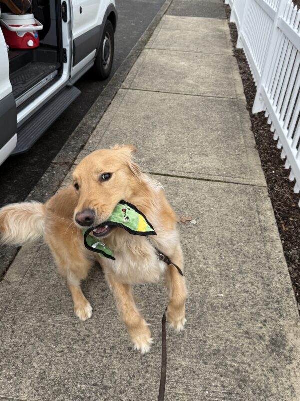 <p>Kudo (a male yellow lab/golden cross) playing with his pickle plush toy after a route. He is jumping excitedly with his tail wagging while holding the toy in his mouth.</p>