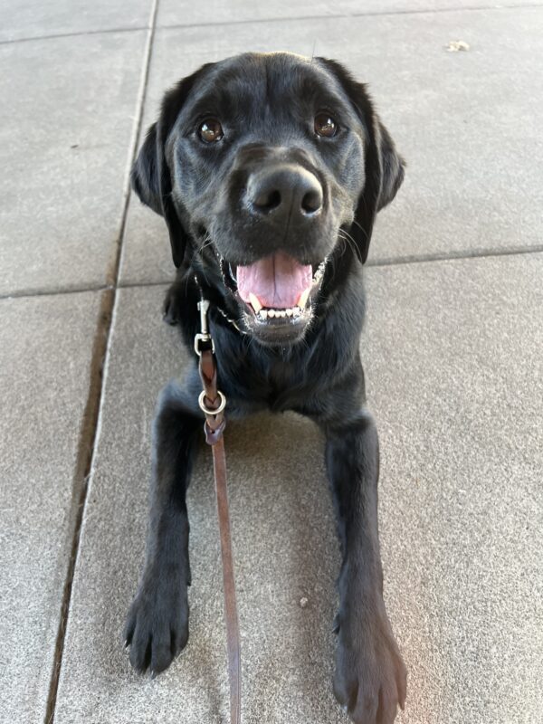 Lace, a cheerful black Lab, lies comfortably in front of the kennel, gazing up at the camera with a bright, happy smile.