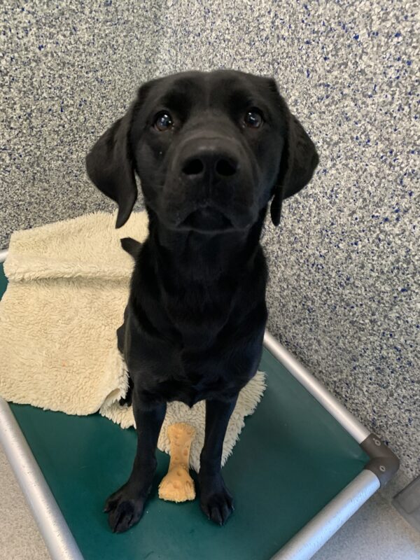 Female black lab