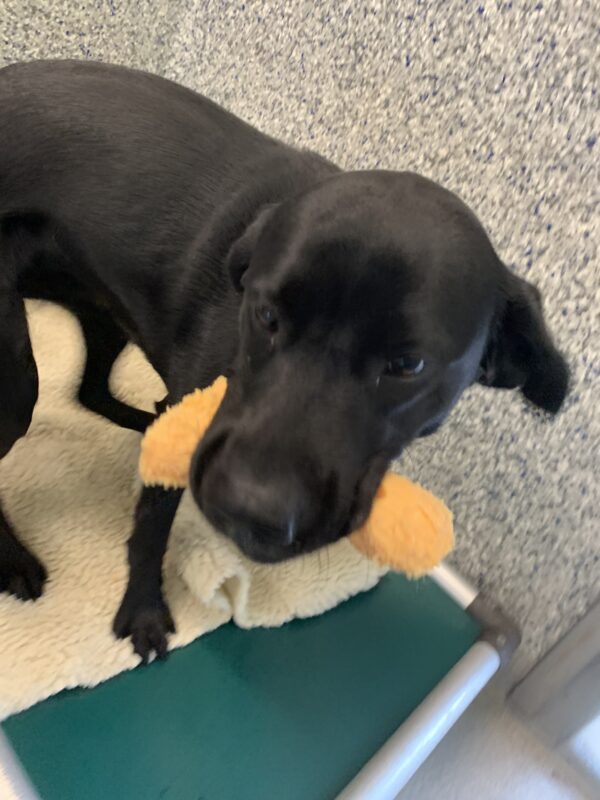 Female black lab