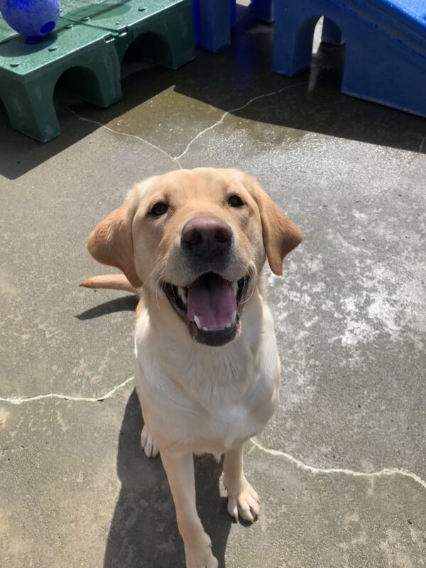 Female yellow lab 